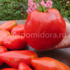 Томат Охридский долгавес (Ohridski dolgaves), 8 семян