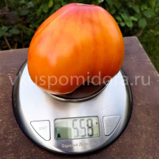 Томат Пылающие горы, 8 семян