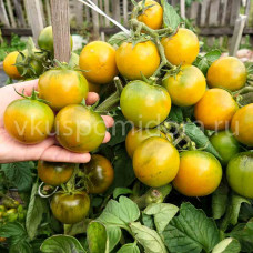 Томат Гном Дерзкий зелёный малыш Дина (D’S Mean Little Green), 8 семян