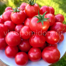 Томат Гном Вишня Джонсона (Dwarf Johnson's Cherry), 8 семян