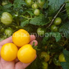 Томат Микро гном Канарский поцелуй (Canary Kiss), 8 семян