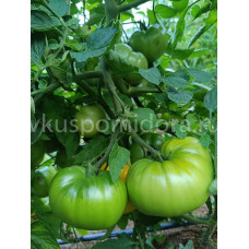 Томат Новый большой гном оранжевый (New Big Dwarf Orange), 8 семян