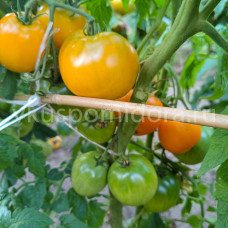 Томат Гном Оранжевое Совершенство Песака (Dwarf Orange Perfection Pesak's), 8 семян