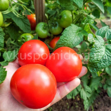 Томат Березинские, 8 семян
