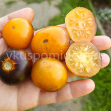 Томат Чернильница желтая (Mini Yellow Inkspot), 8 семян