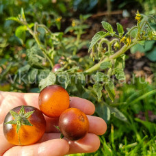 Томат Чернильница желтая (Mini Yellow Inkspot), 8 семян
