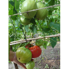 Томат Домашний тёти Катики (Domaca Teta Katica), 8 семян