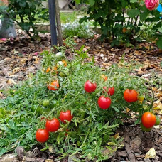 Томат Микро гном Мини Морковка ( Micro Dwarf Carrot Mini), 8 семян