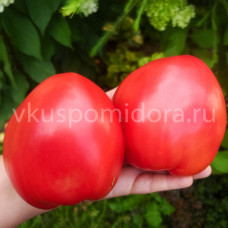 Томат Отец Горио, 8 семян