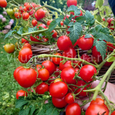 Томат Пендулина красная (Pendulina Red), 8 семян