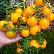 Томат Пендулина желтая (Pendulina Yellow), 8 семян