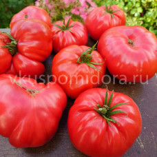 Томат Сызранская плюшка, 8 семян
