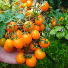Томат Пендулина оранжевая (Pendulina Orange), 8 семян