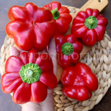 Перец сладкий Ребристый красный (Red Ruffle Pimento), 5 семян