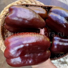 Перец сладкий Шоколадная Лихорадка (Chocolate Rush), 5 семян